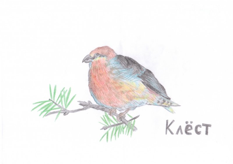 Клест картинка для детей