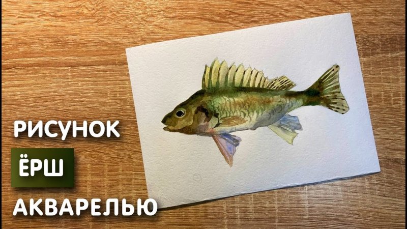 Нарисовать ерша ребенку
