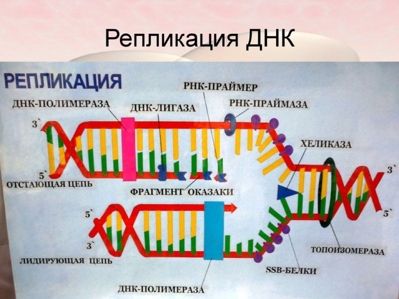 Схема процесса репликации ДНК
