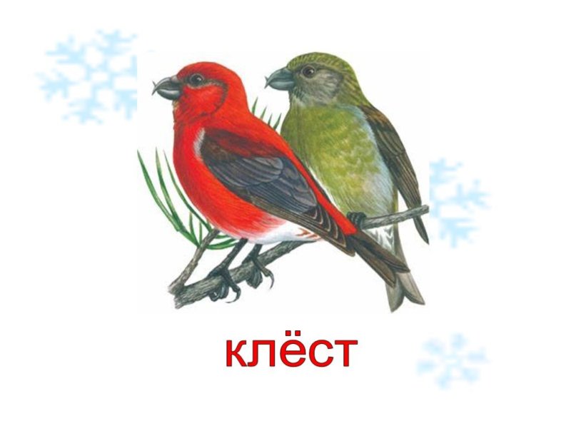 Зимующие птицы Клест