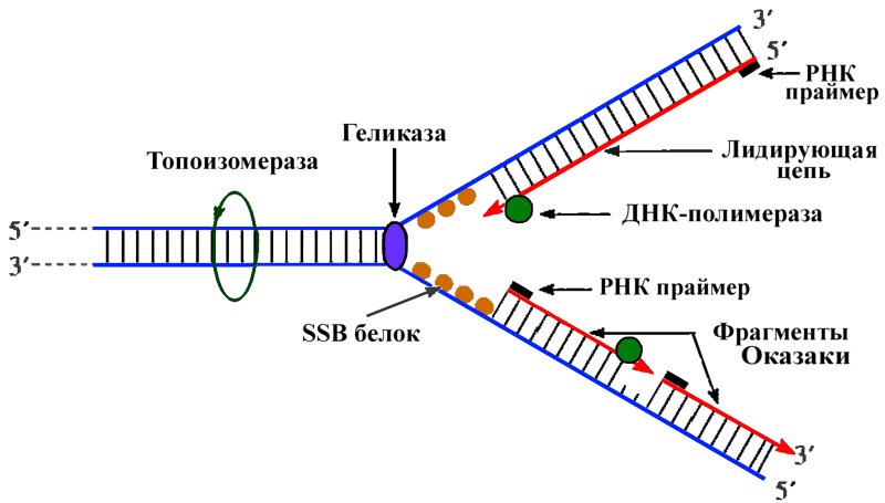 Схема процесса репликации ДНК
