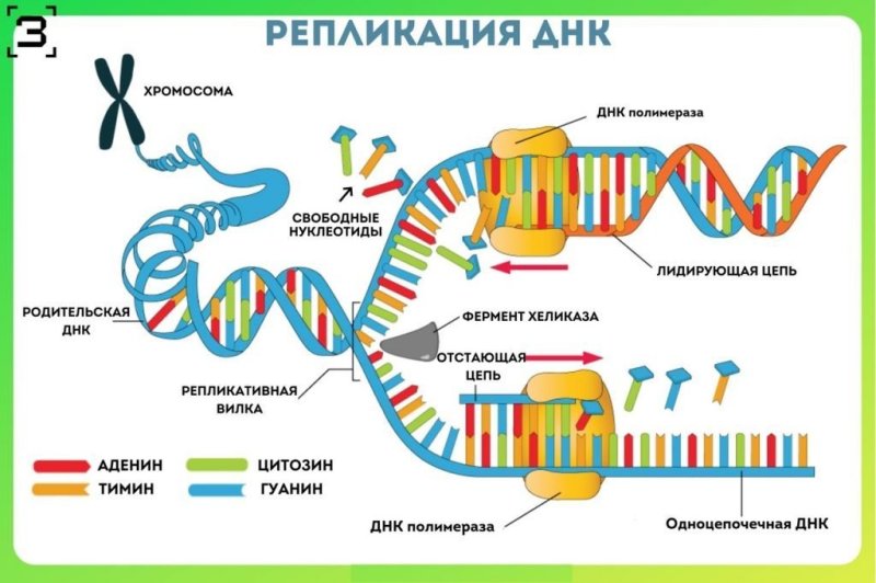Схема процесса репликации ДНК