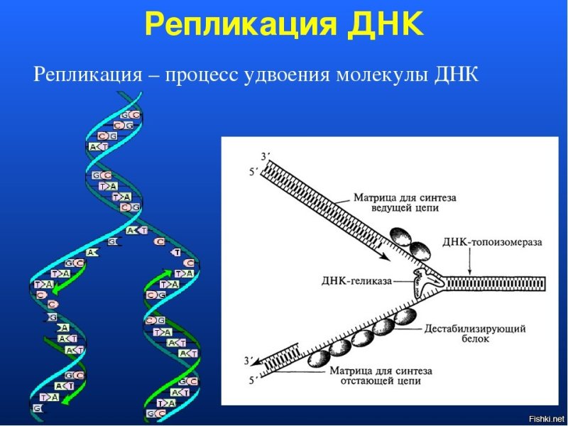 Схема репликации ДНК кратко