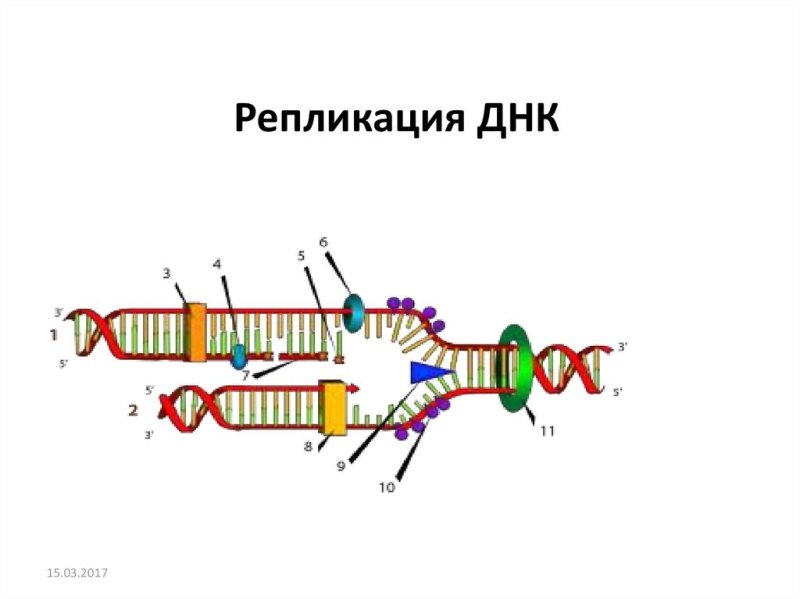 Репликационная вилка схема