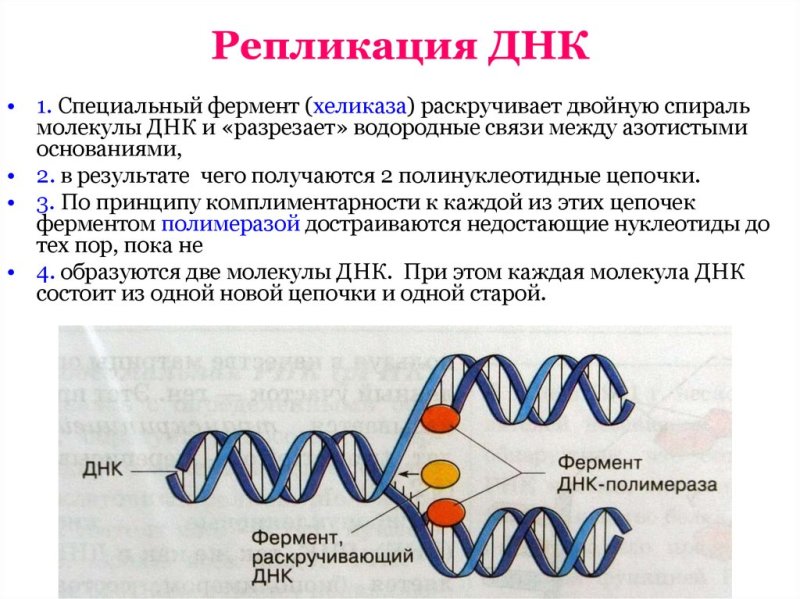 Как происходит репликация ДНК