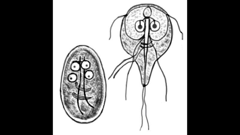 Лямблия (lamblia intestinalis). Циста