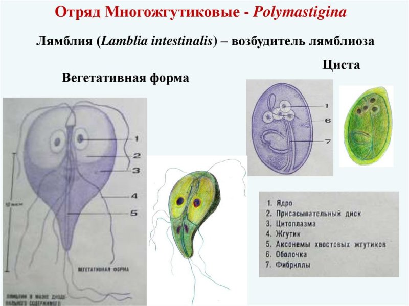 Лямблия интестиналис строение