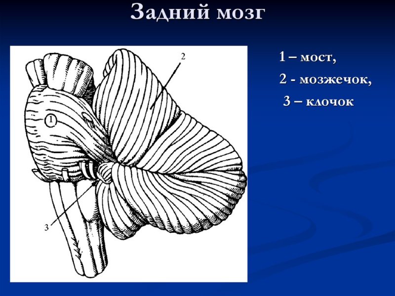 Задний мозг анатомия внешнее строение