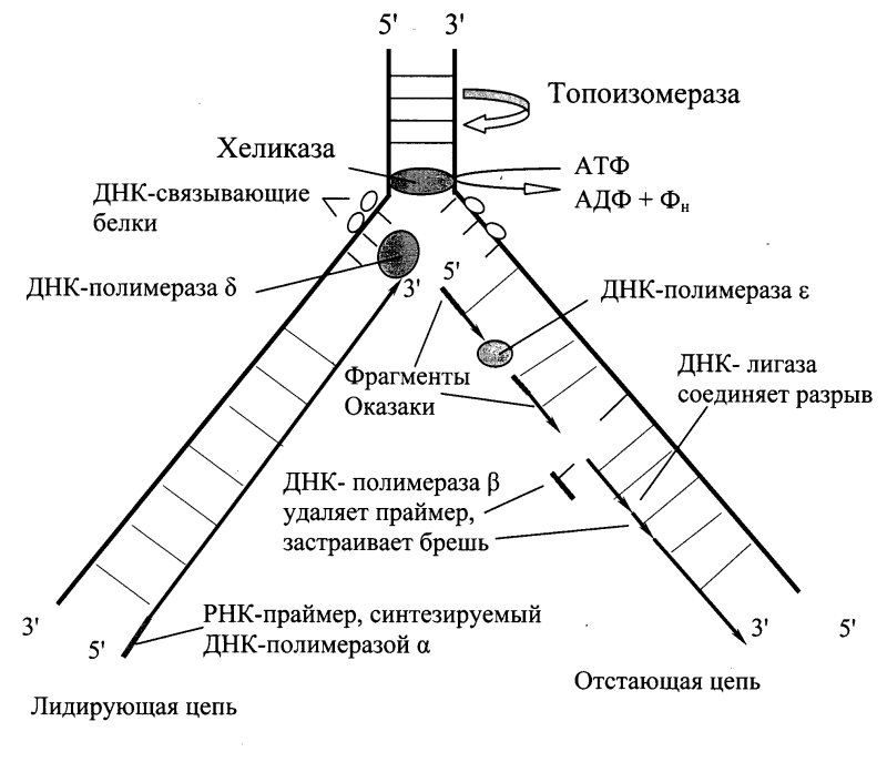Репликация ДНК биохимия этапы