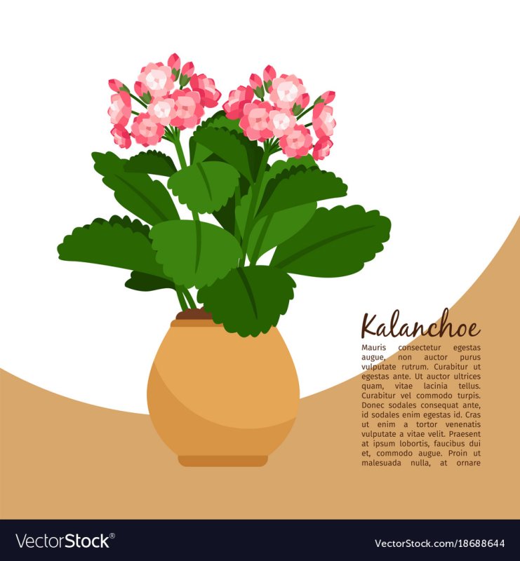 Рисунок каланхоэ в горшке