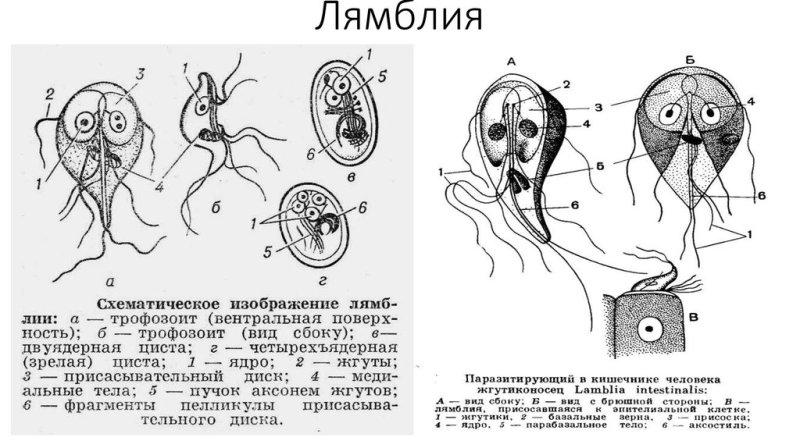 Лямблия кишечная строение
