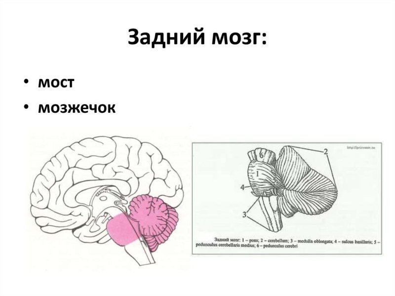 Задний мозг строение анатомия