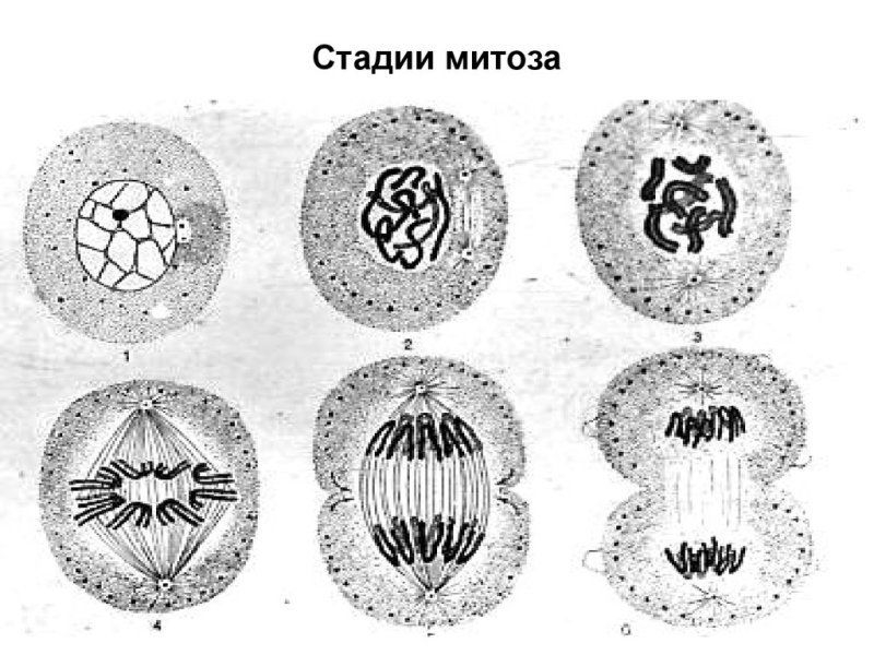 Стадии деления клетки митоз