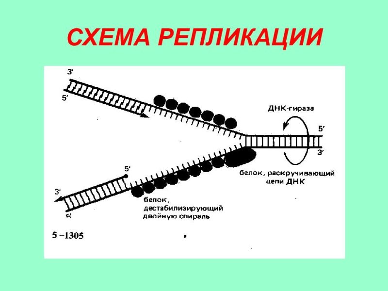 Схема процесса репликации ДНК