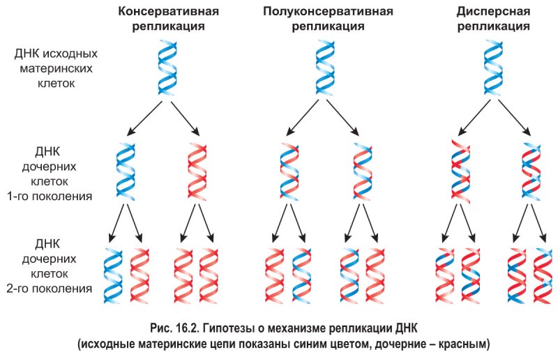 Последовательность репликации ДНК схема