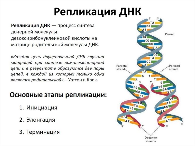 Опишите основные этапы репликации ДНК