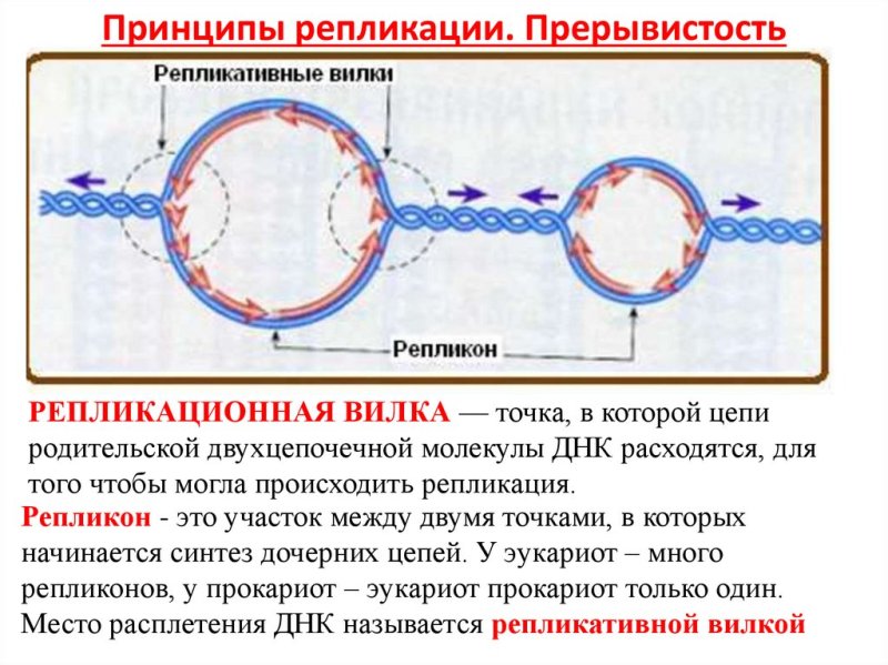 Репликация ДНК Репликационная вилка