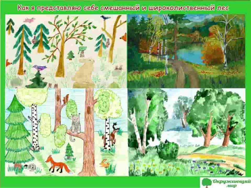 Рисунок Тайга смешанный и широколиственный лес