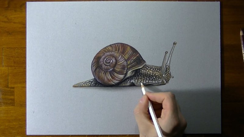 Улитка скетч