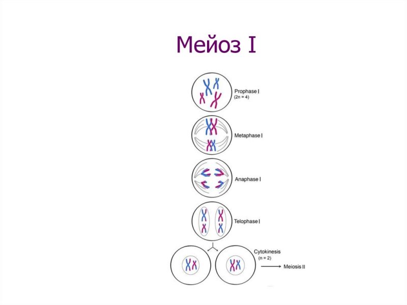 Мейоз 1 и мейоз 2
