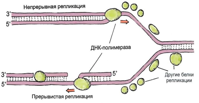 ДНК полимераза в репликации ДНК