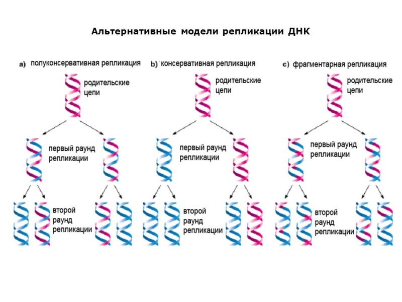 Типы репликации ДНК