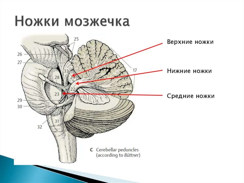 Мозжечок фронтальный срез ядра