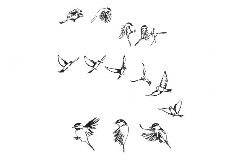 Птица в полете