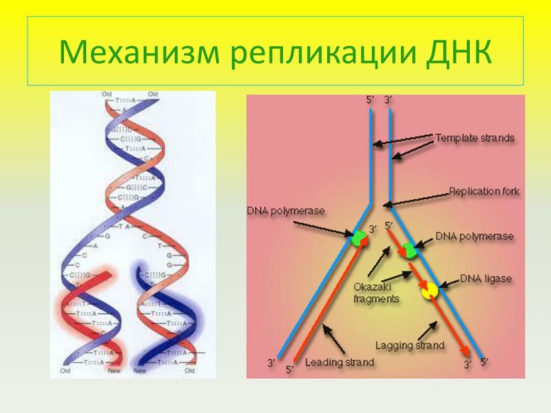 Биосинтез ДНК (репликация). Принципы репликации.