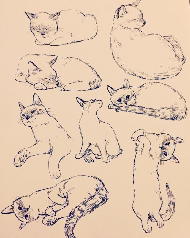 Референс лежачего кота