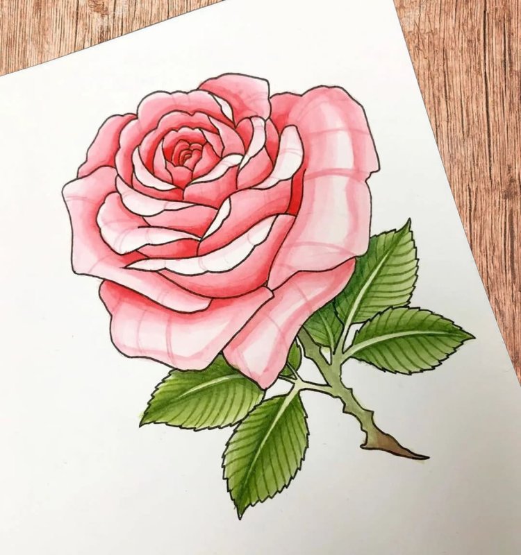 Розы для срисовывания