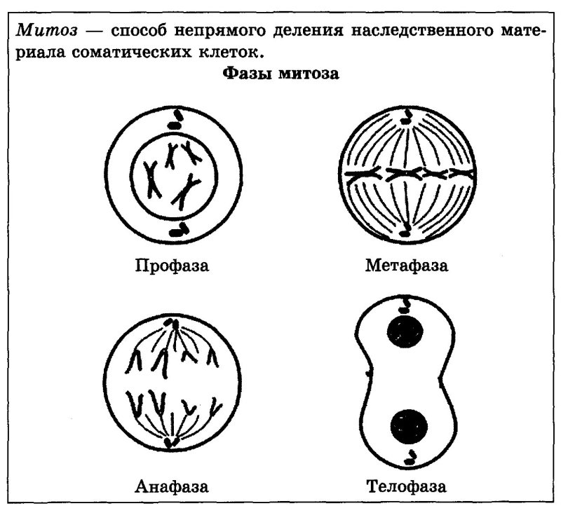 Схема деления клетки митоз и мейоз