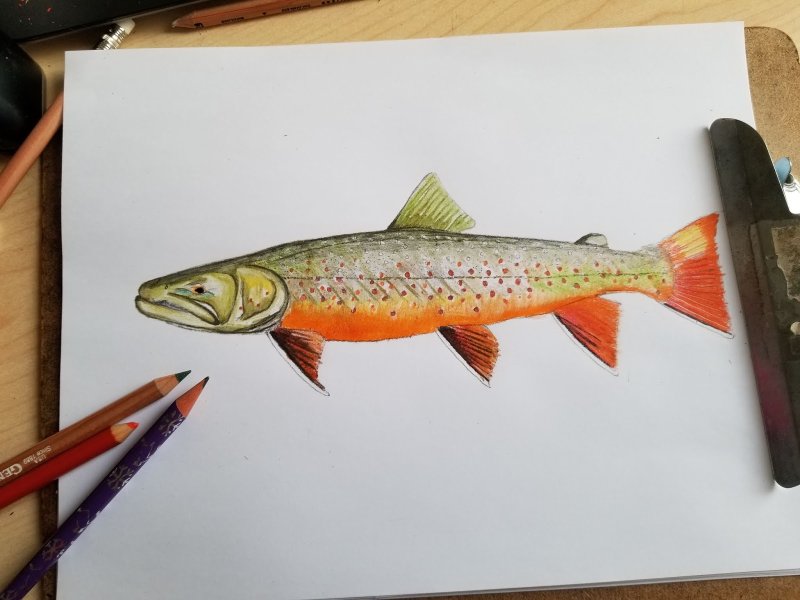 Рисунок форели для 5 класса