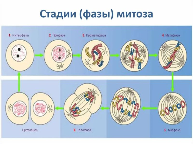 Фазы митотического деления клетки