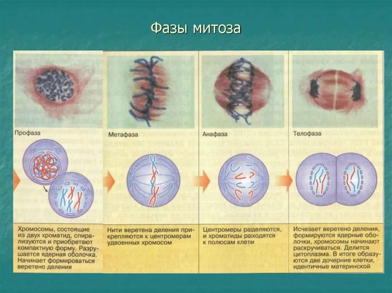 Фазы митоза 10 класс биология