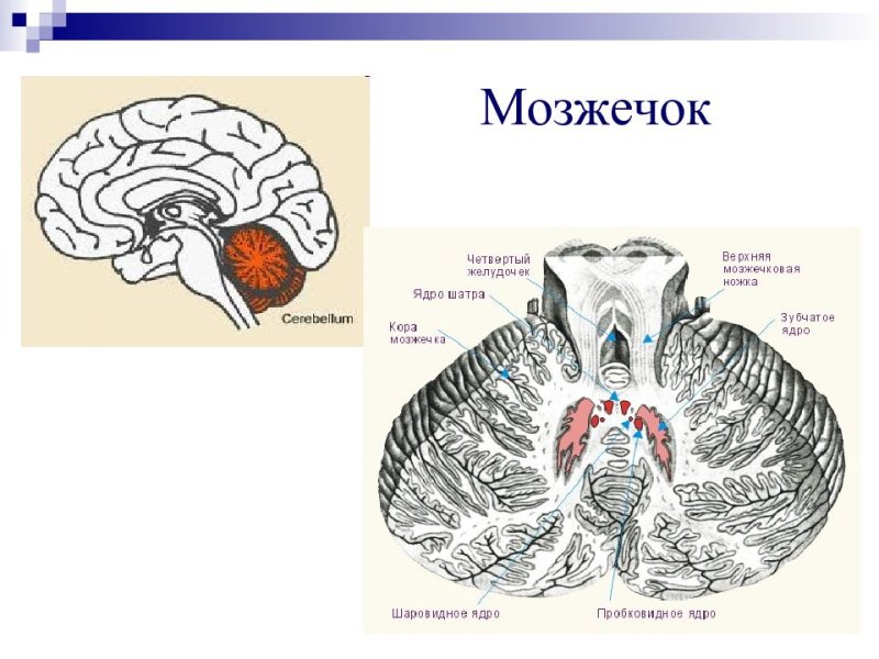 Мозжечок строение Синельников