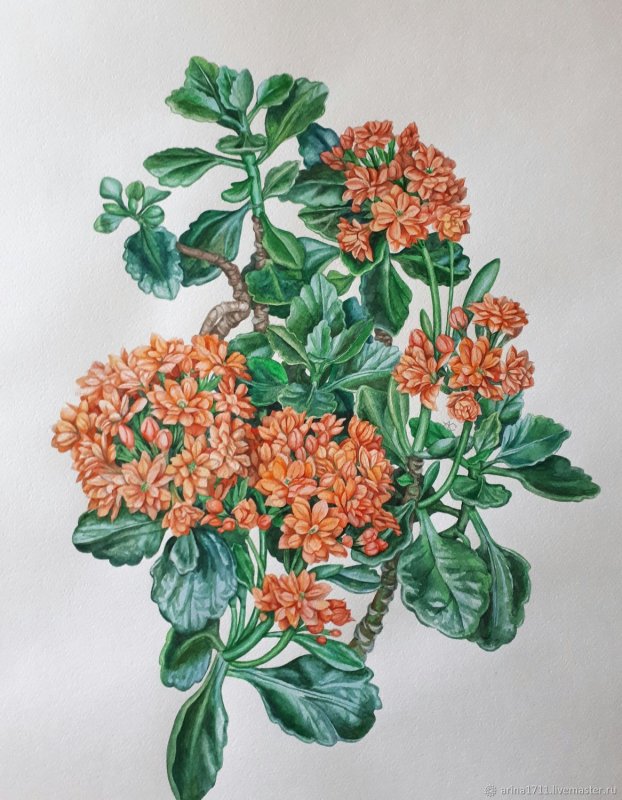 Каланхоэ лист рисунок