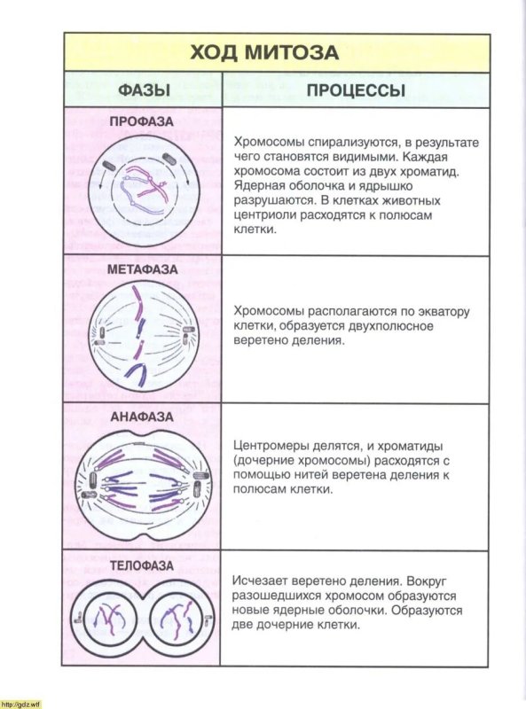 Таблица фаза митоза схематическое изображение события фазы