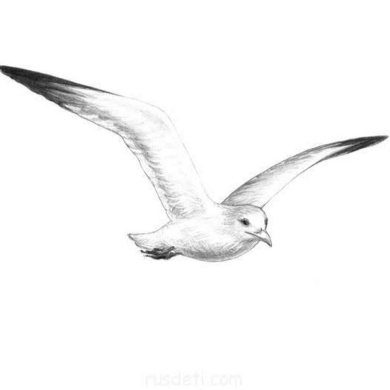 Чайка в полете рисунок