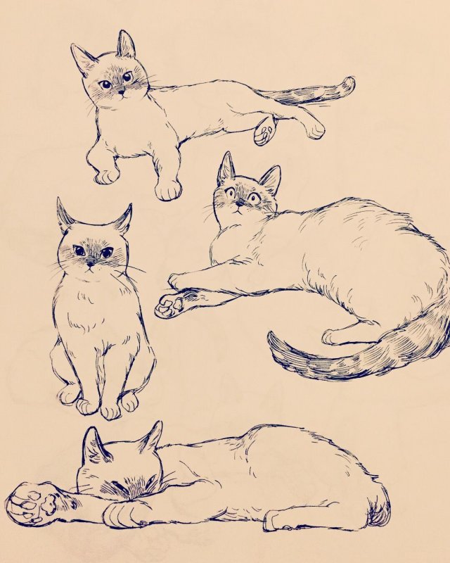 Коты рисунки для срисовки