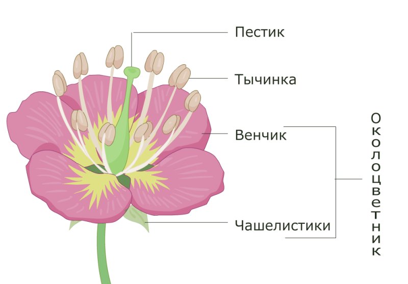чашелистики пестик тычинки венчик