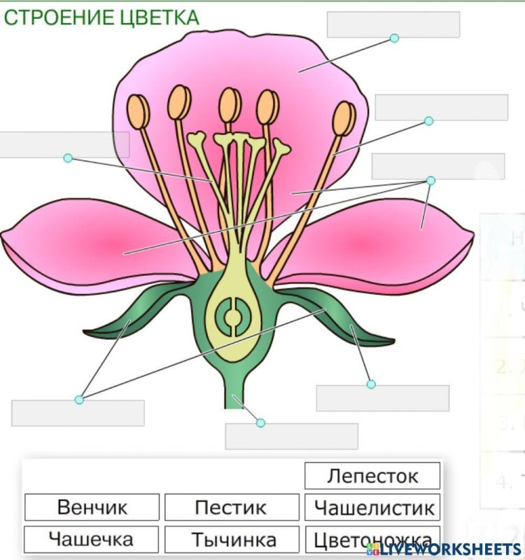 Строение цветка биология