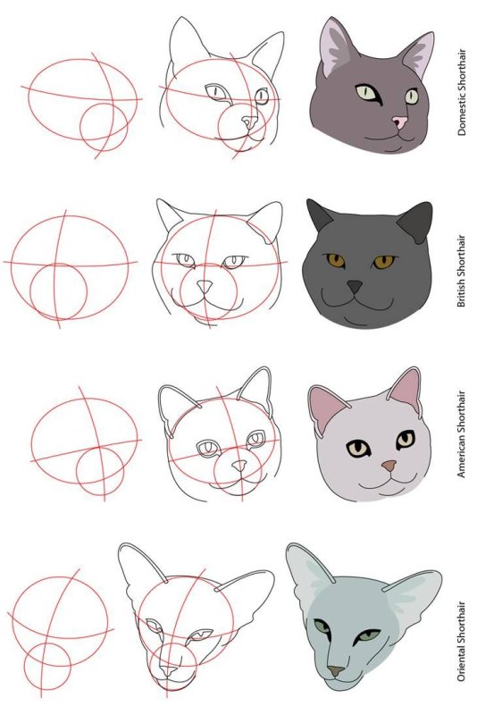 Референс кошки для рисования