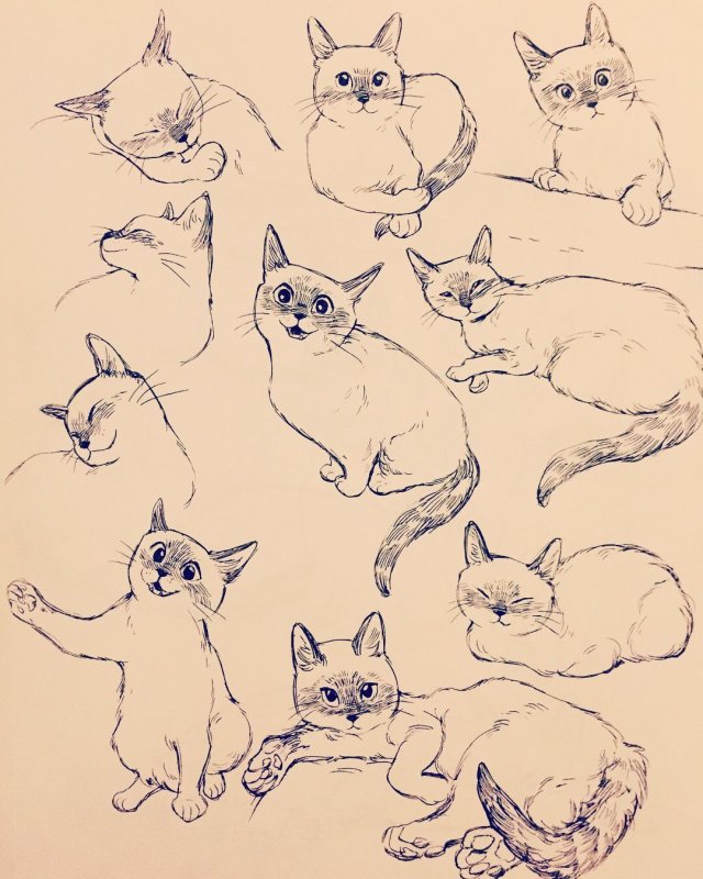 Котик скетч