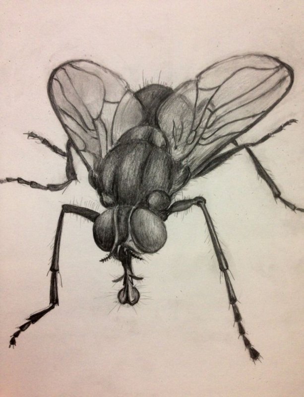 Муха скетч