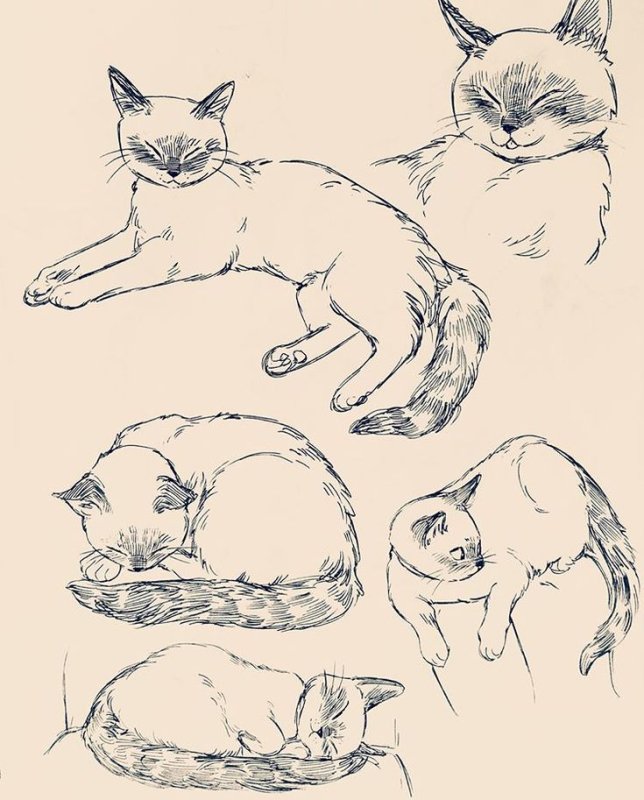 Наброски кошек