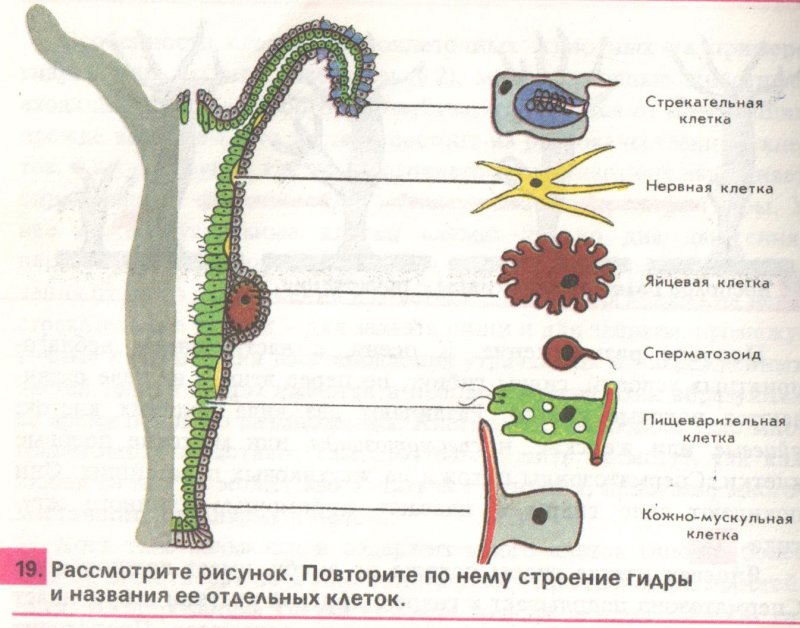 Гидра Пресноводная строение клетки