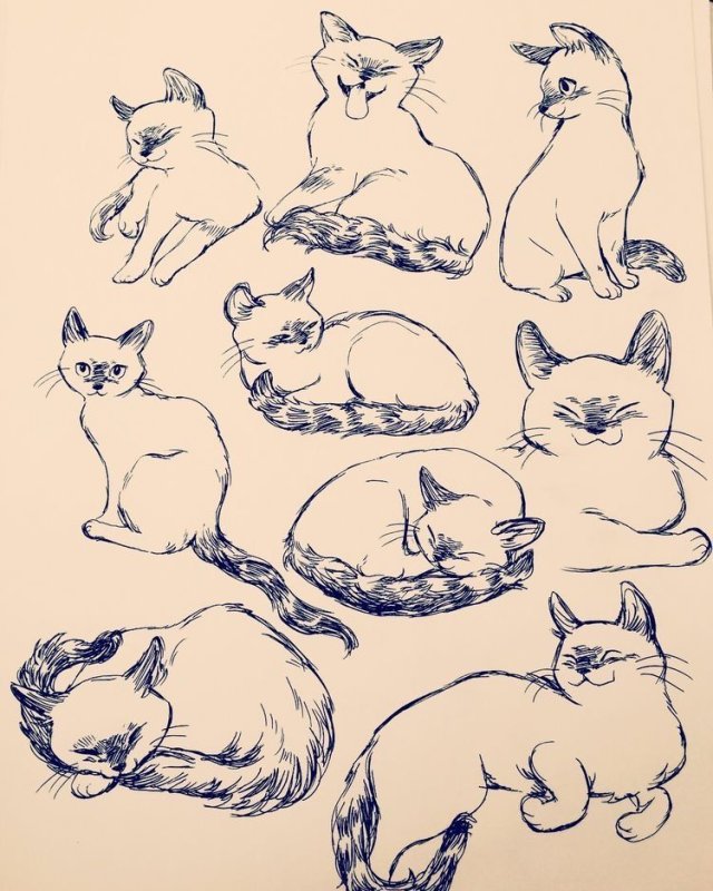 Зарисовки кошек