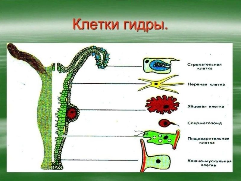 Строение клеток гидры