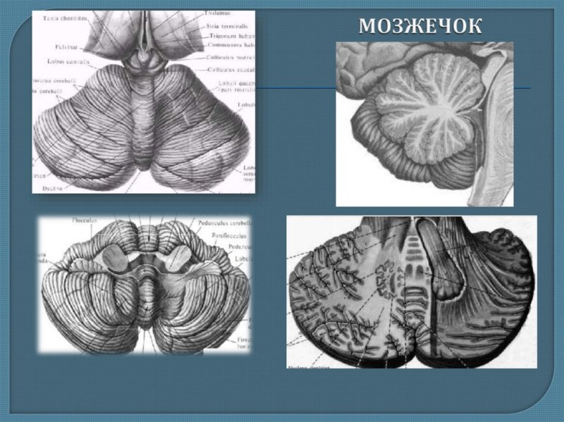 Мозжечок атлас